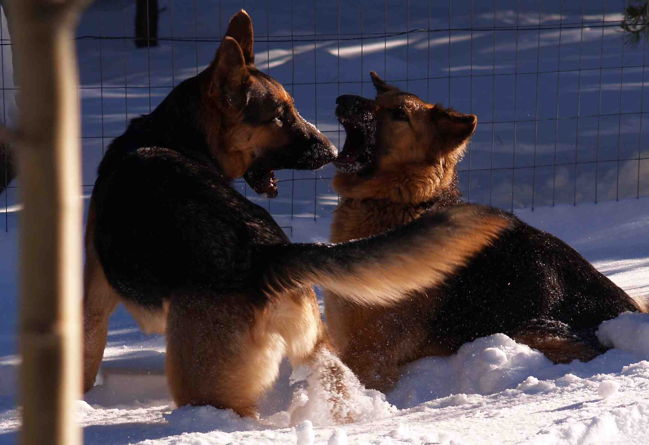 Smokey_Dusty_fighting_in_backyard_snow1_sml.jpg